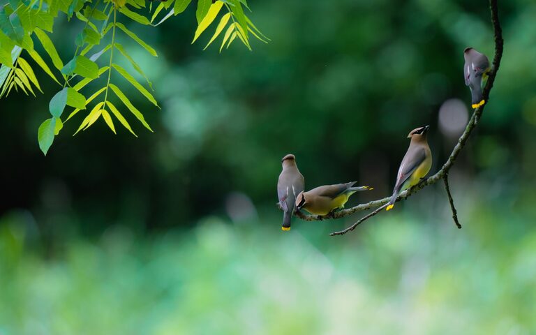 Beginner Tips for Backyard Birdwatching: How to Start Enjoying Nature at Home