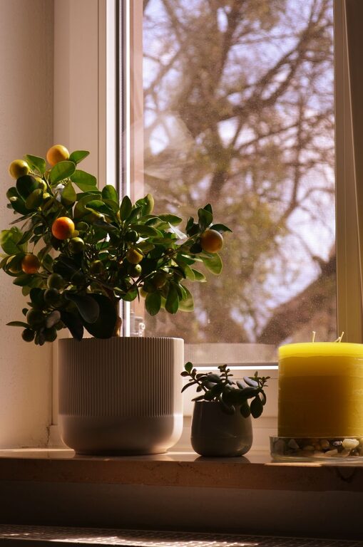 How to Refresh Your Home with Plants: Easy Tips to Brighten Your Space